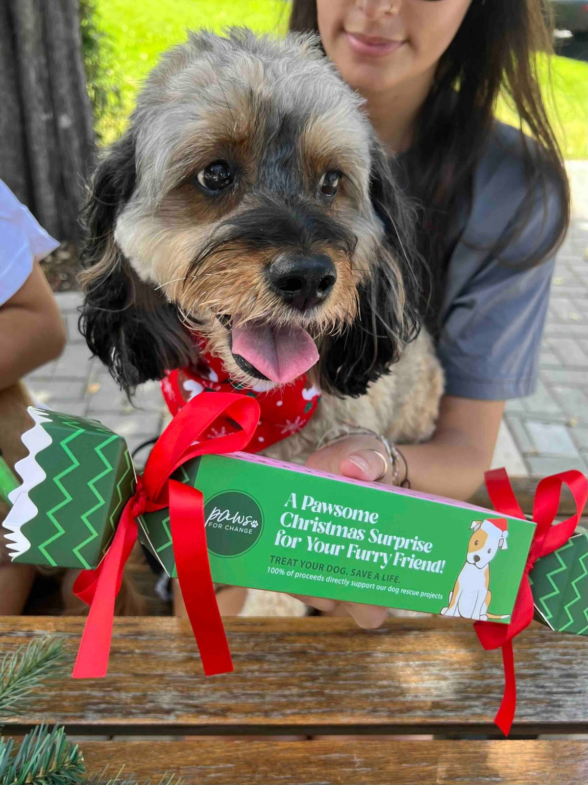 Christmas Doggy Bon Bons - Wilde Ivy