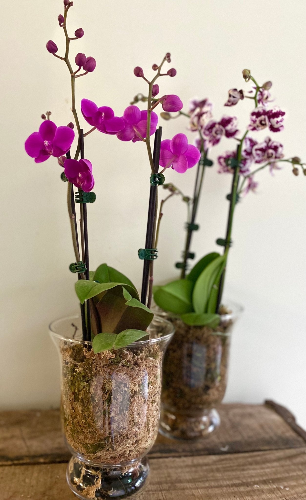 Mini Orchids - Wilde Ivy