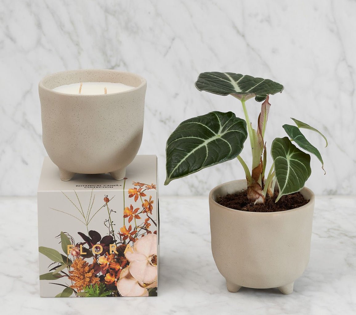 Myrtle & Moss Botanical Candle - Wilde Ivy