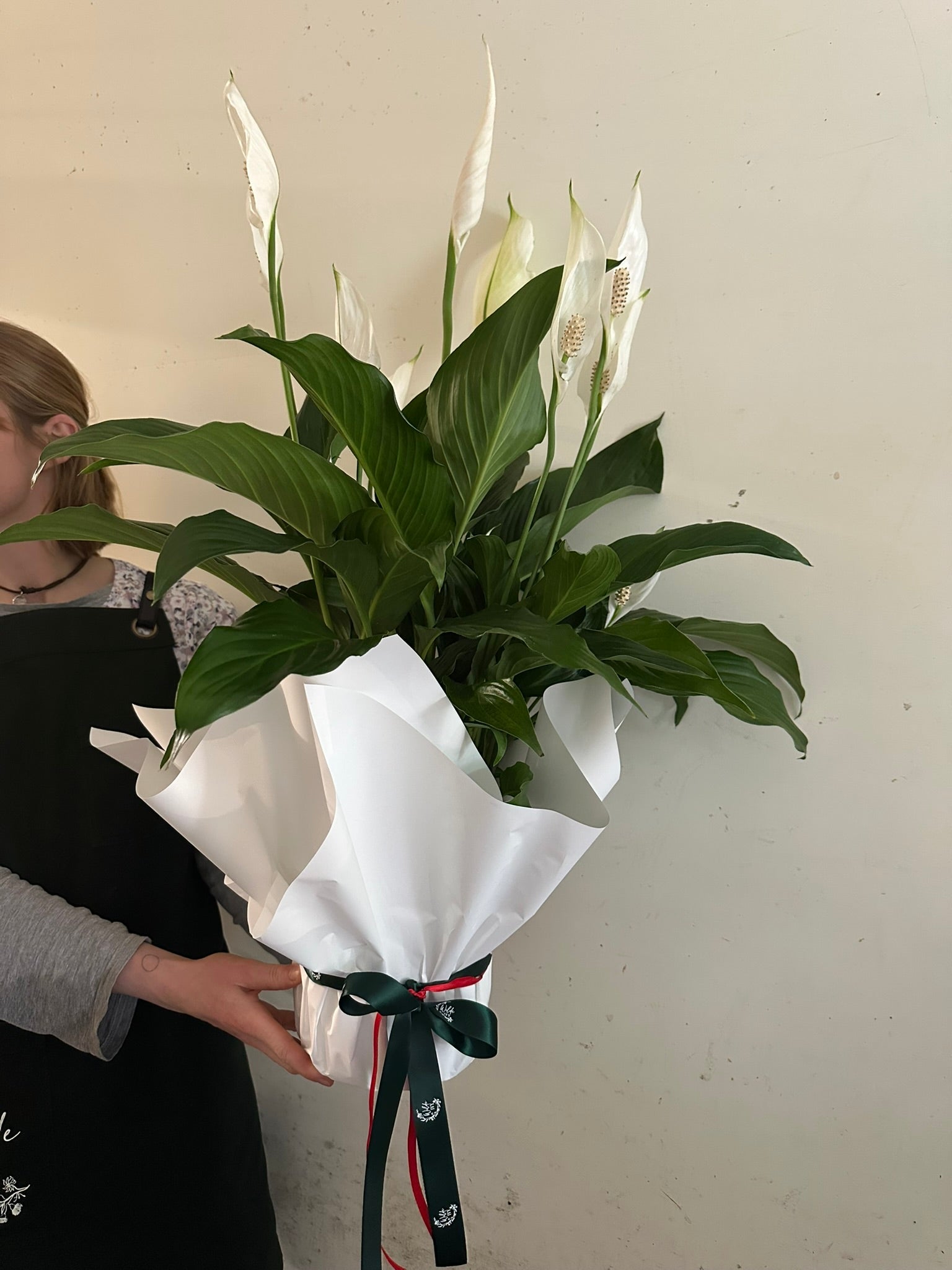 Peace Lily Potted Plant - Wilde Ivy