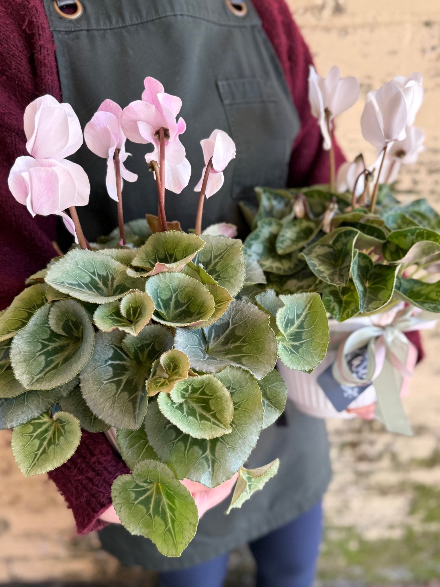 Potted Cyclamen - Wilde Ivy