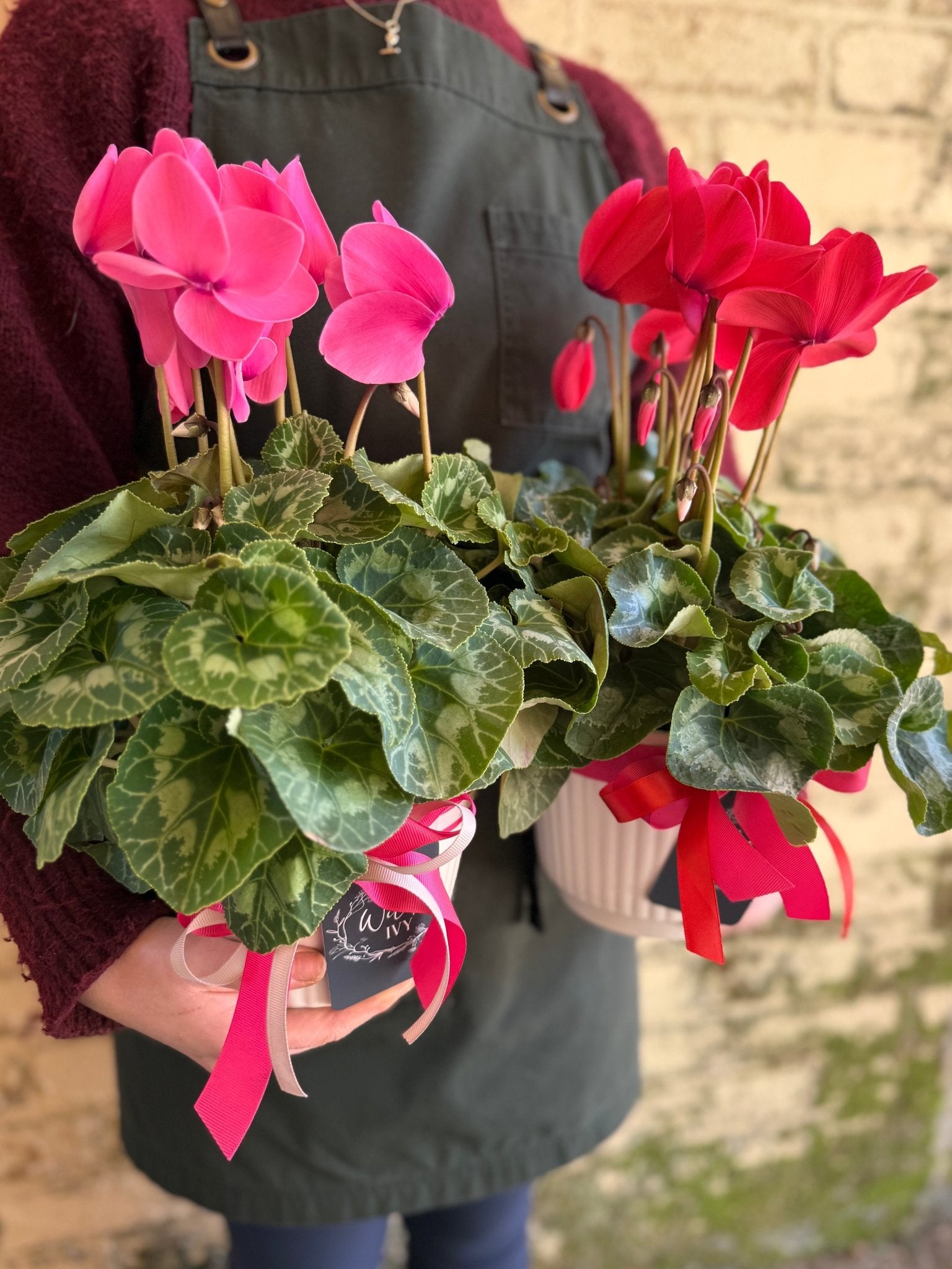 Potted Cyclamen - Wilde Ivy