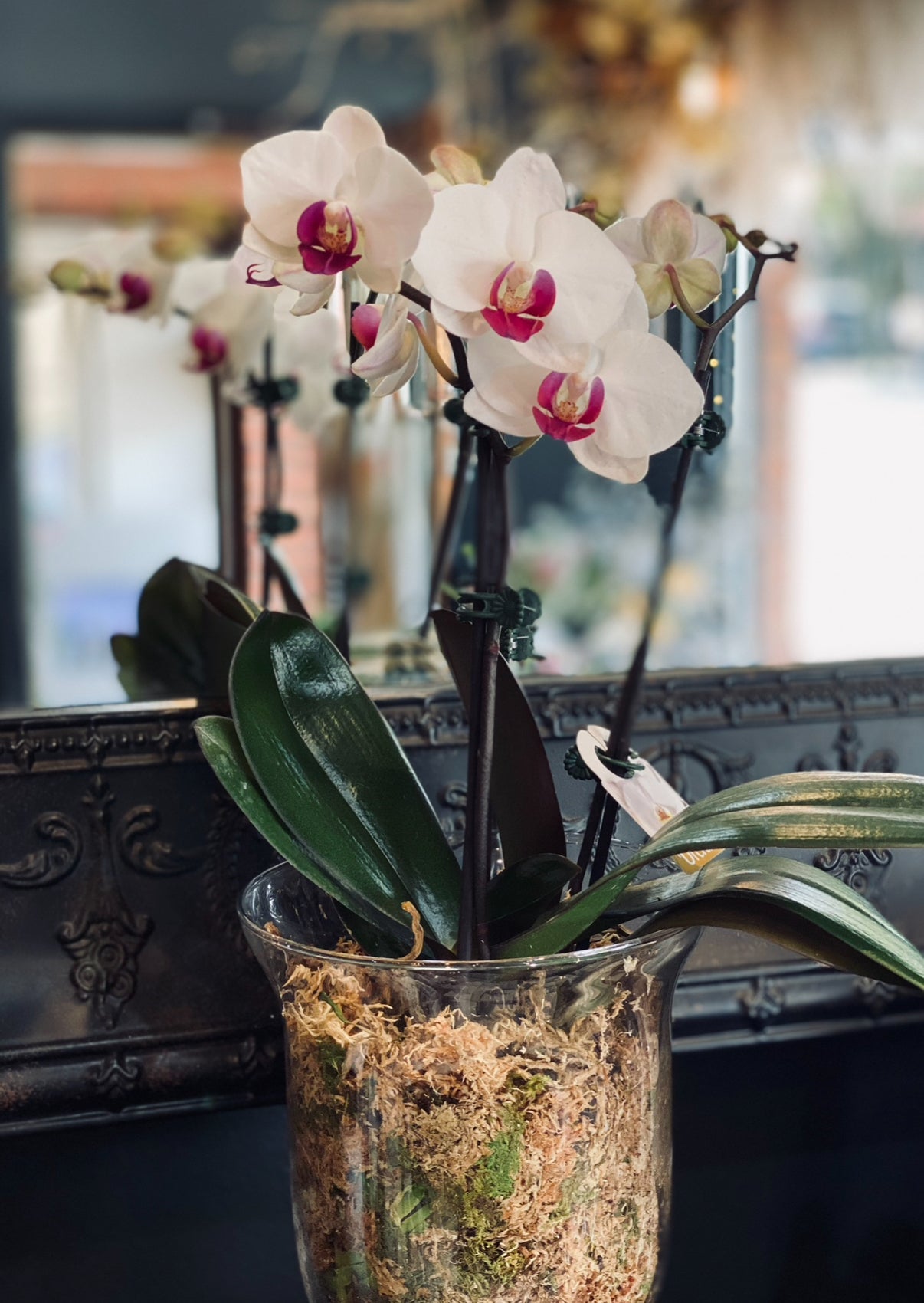 Mini Orchids