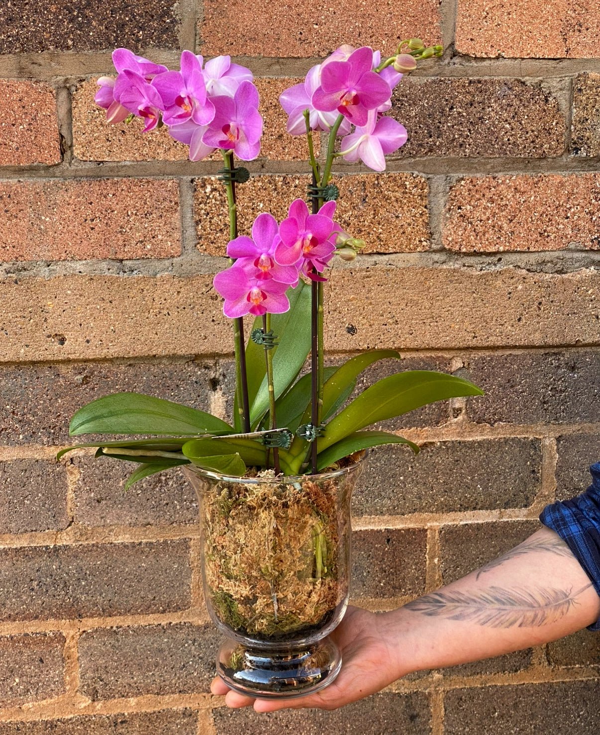 Mini Orchids - Wilde Ivy